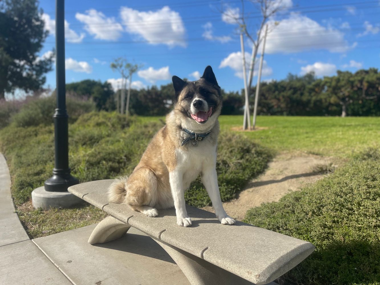 Dog Training Classes Prk9 Dog Training